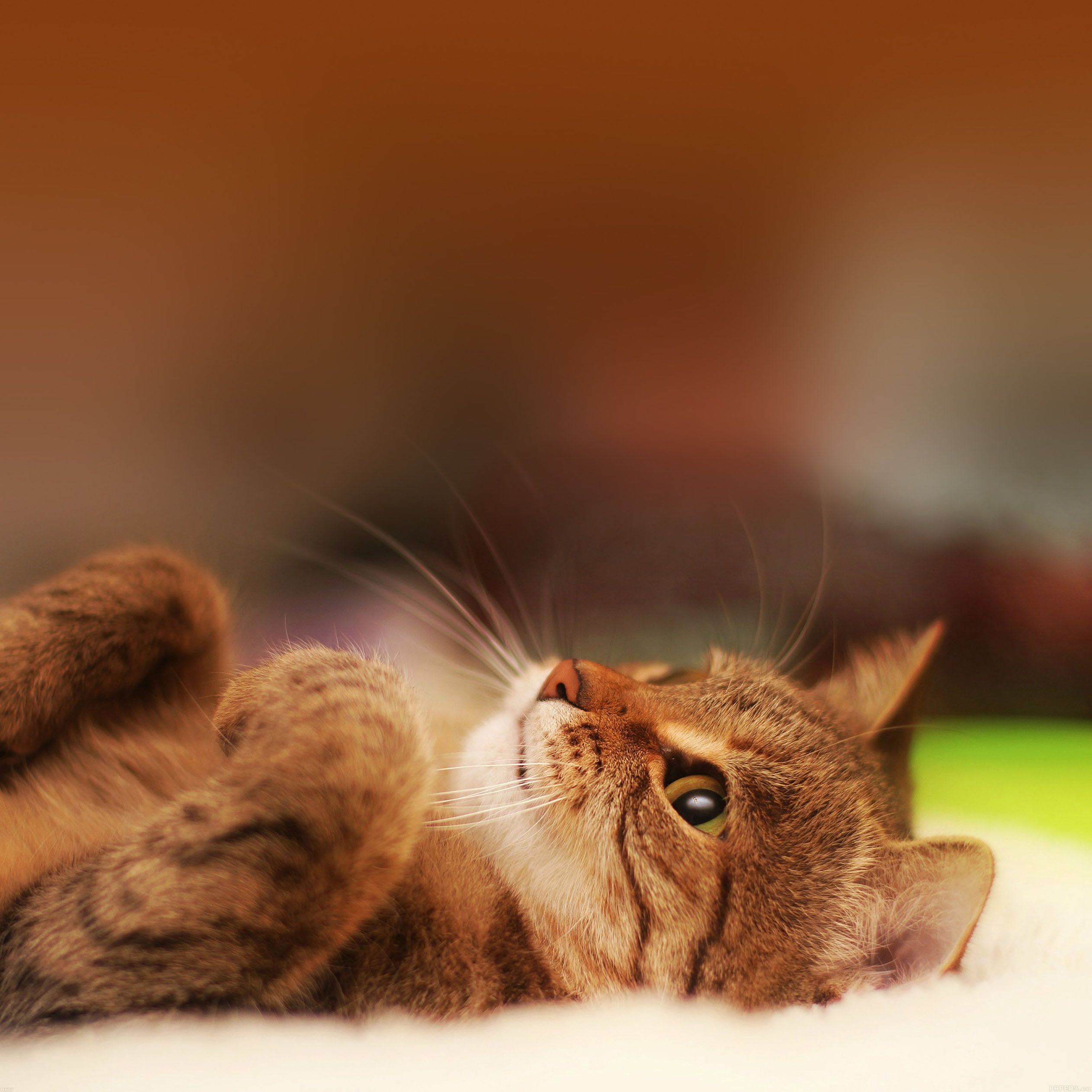 Wallpaper Hd Retina Chats Chiens Apple Iphone - Cute Cat Laying Down - HD Wallpaper 