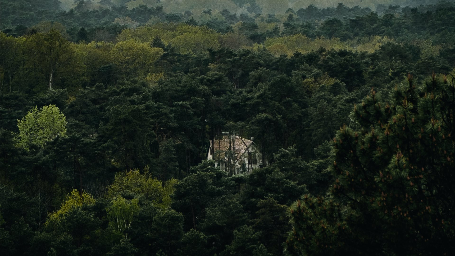 Forest Aerial Photos Hd Download - HD Wallpaper 