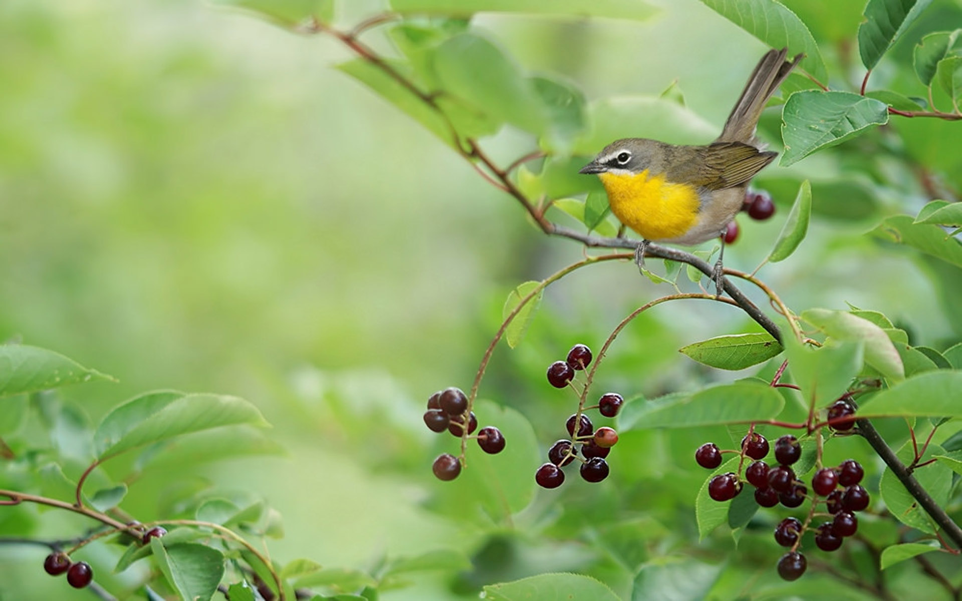 Hd Seen - HD Wallpaper 