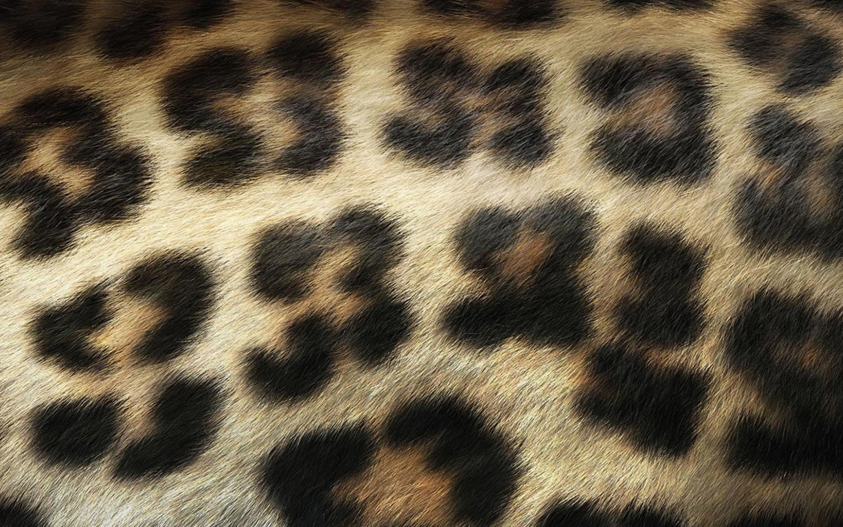 Leopard Print Wallpaper - HD Wallpaper 
