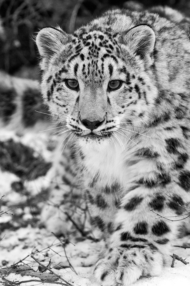 Wallpaper Snow Leopard, Snow, Hunting, Attention, Black - Snow Leopard Iphone X - HD Wallpaper 