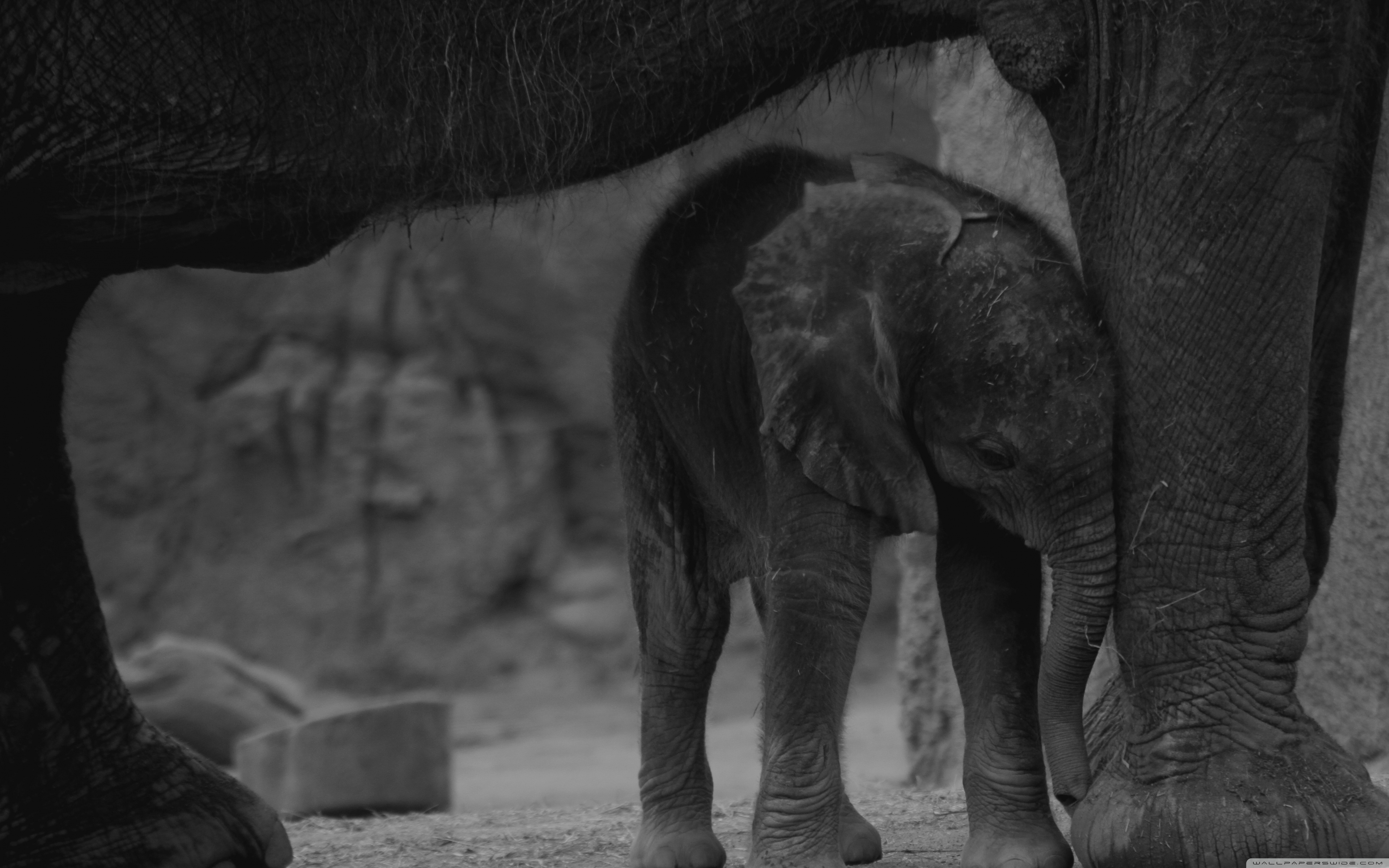 Tablet Computer - HD Wallpaper 