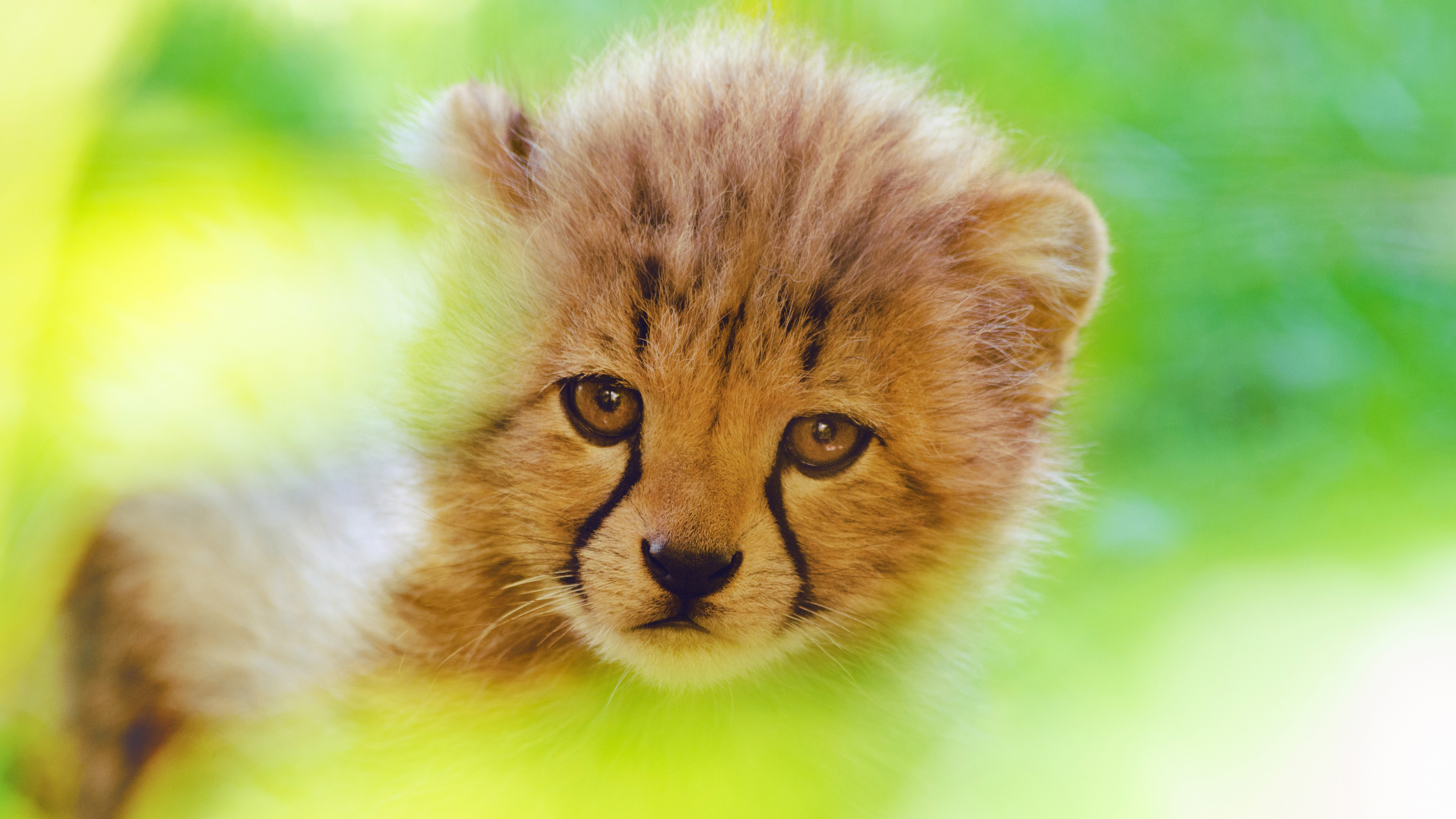 Cheetah Cute Cub 4k - HD Wallpaper 