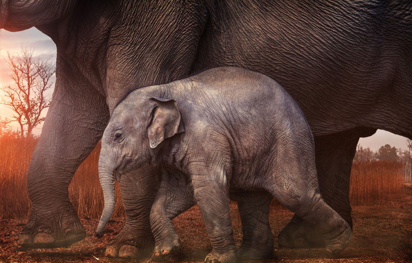Photo Wallpaper Baby, Elephants, Elephant - Flickr 2017 Les Plus Belles - HD Wallpaper 
