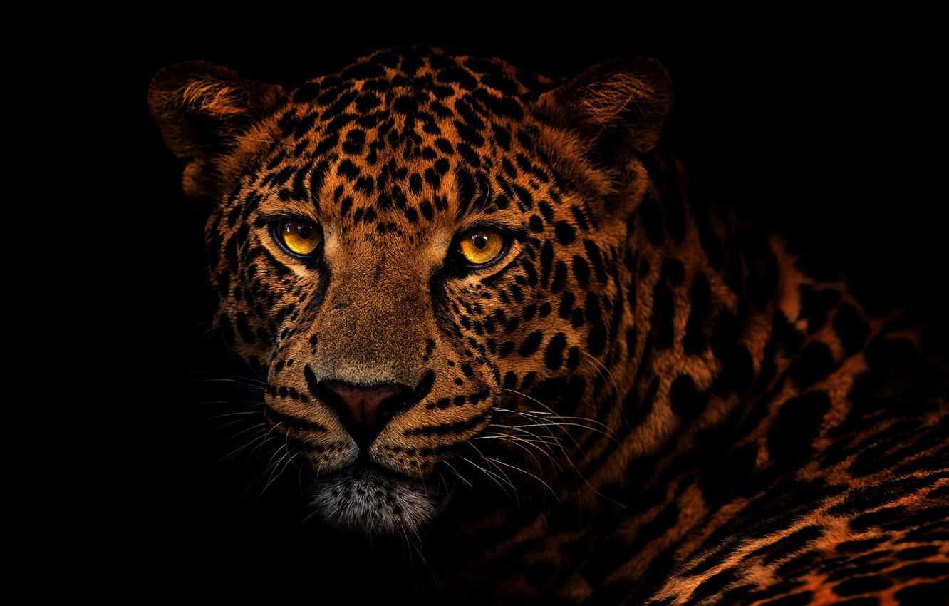 Photo Wallpaper Eyes, Look, Face, Close-up, Portrait, - Close Up Leopard Eyes - HD Wallpaper 