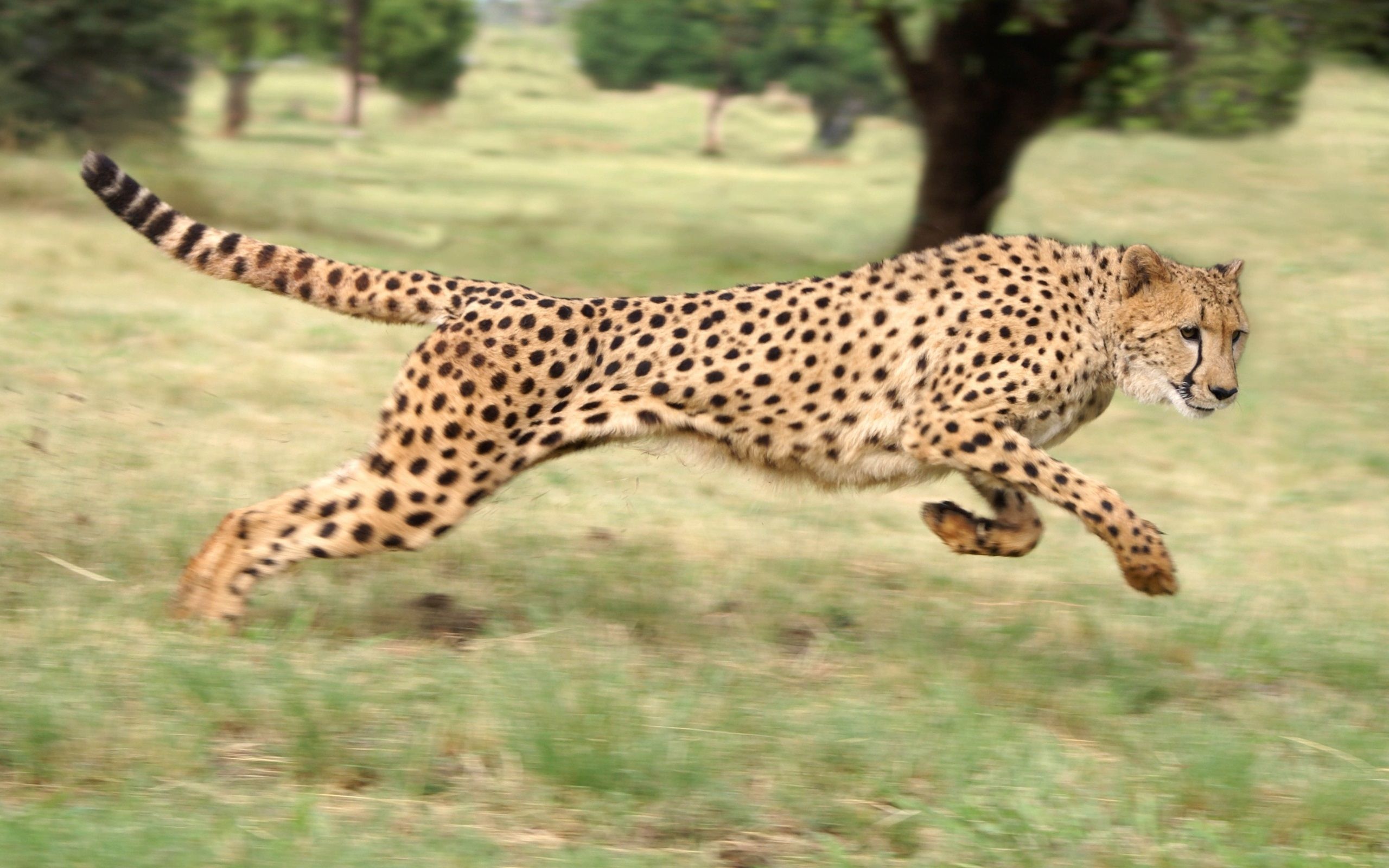 High Resolution Cheetah Running - HD Wallpaper 