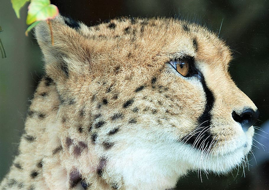 Cheetah Wallpaper, Closeup, Animal Portrait, Wildlife, - Close Up Cheetah - HD Wallpaper 