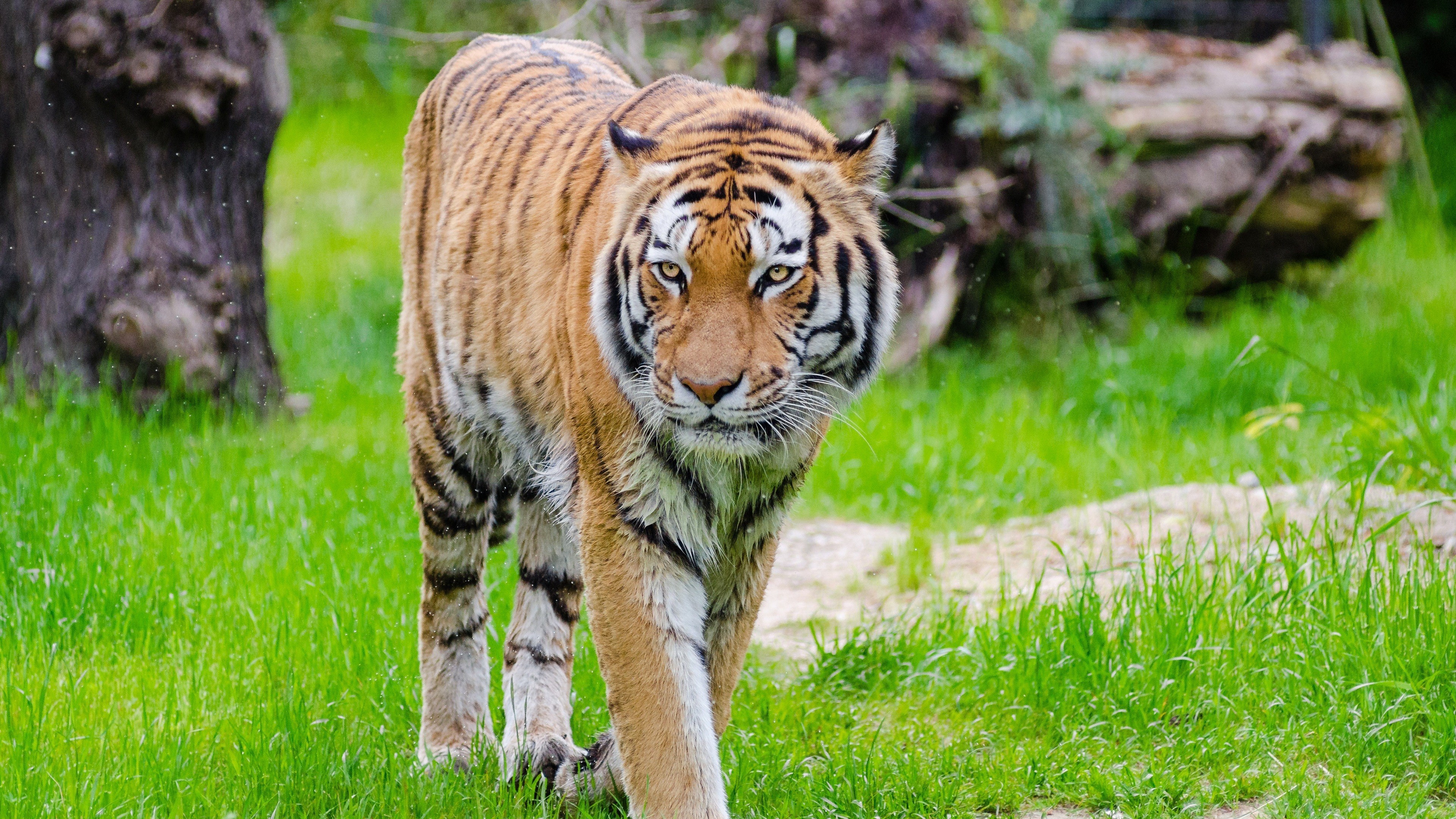Tiger 4k Wallpaper Hd Wallpapers - Tiger 4k - 3840x2160 Wallpaper - Tiger 4k Wallpaper Hd Wallpapers - Tiger 4k - 3840x2160 Wallpaper -