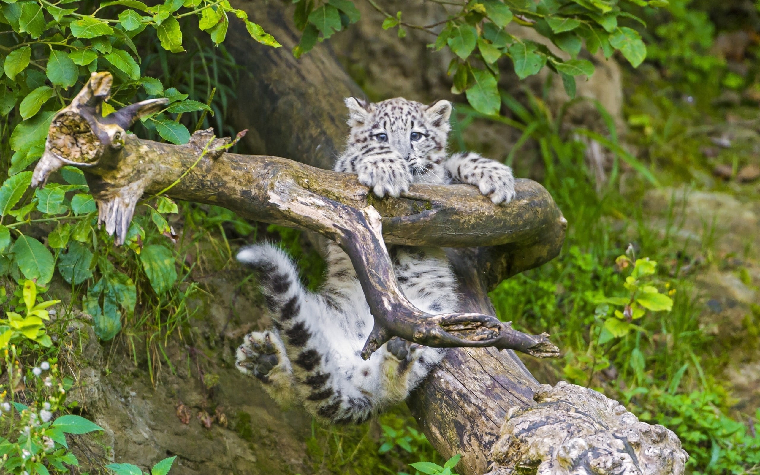 Snow Leopard In Trees - HD Wallpaper 