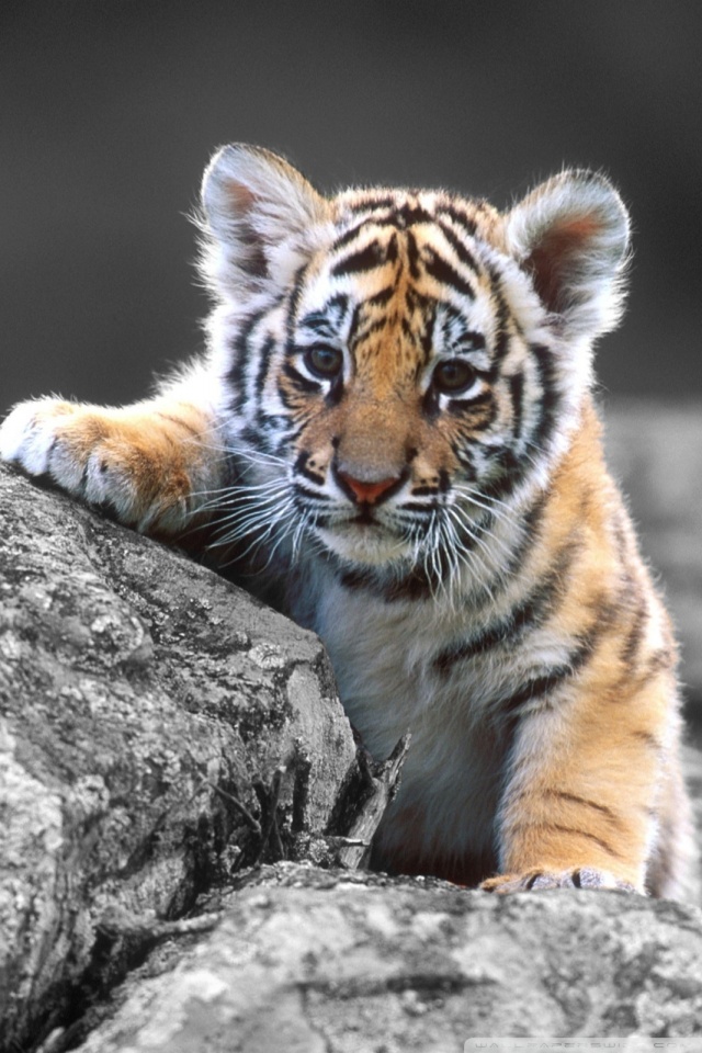 Cute Baby Tiger Cub - HD Wallpaper 