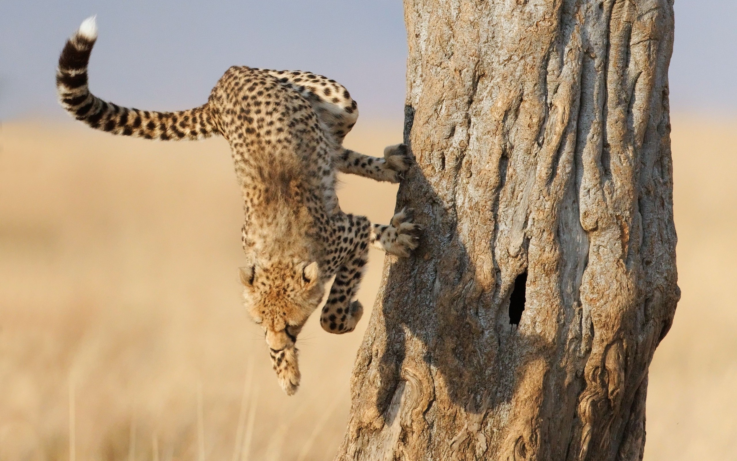 Running Cheetah - HD Wallpaper 