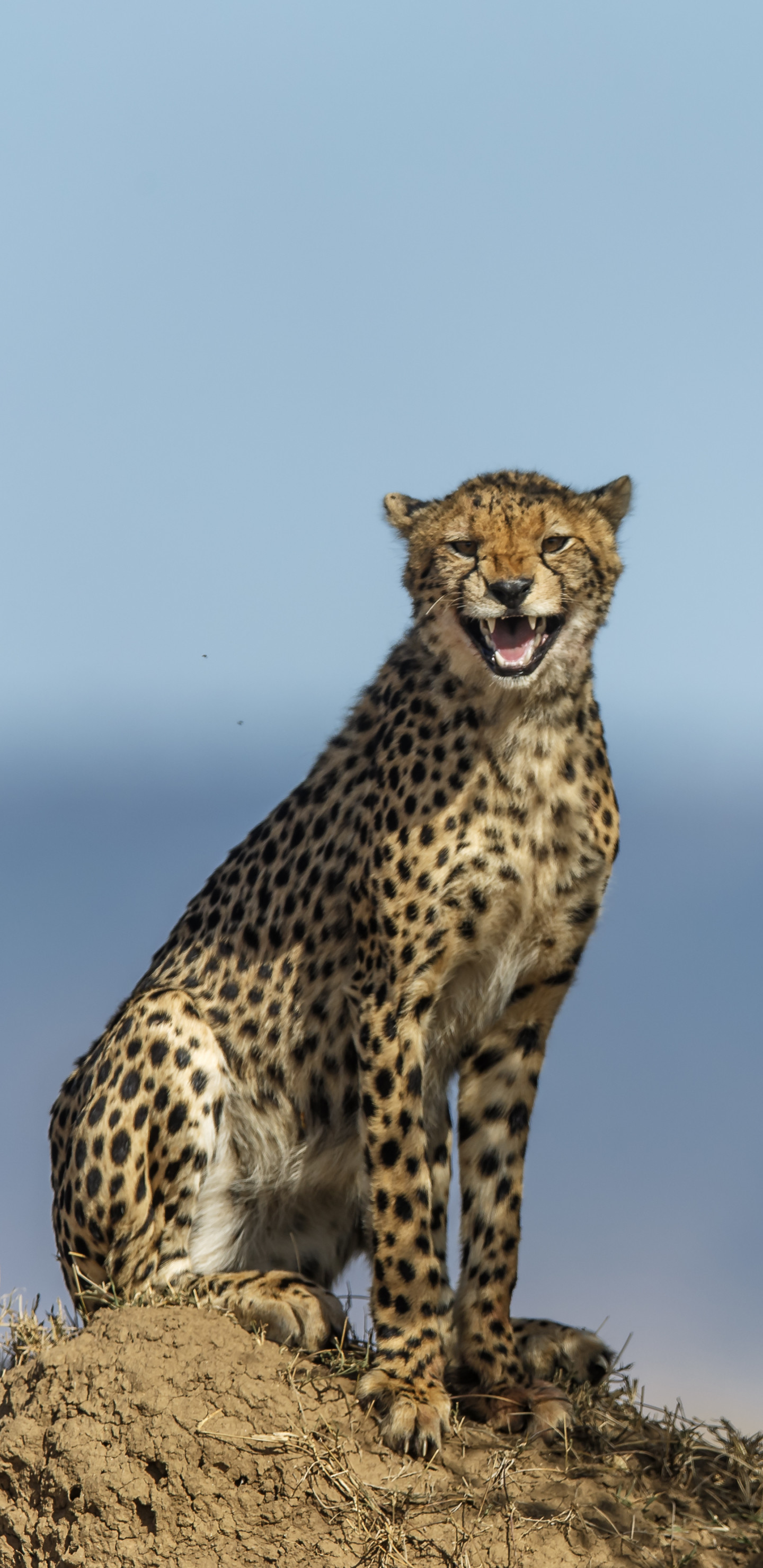 Wallpaper 705497 
 Data Src Vertical Cheetah Wallpaper - Cheetah Wallpaper For Phone - HD Wallpaper 