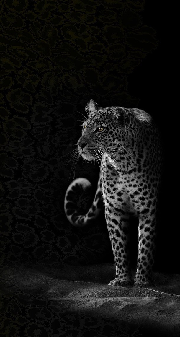 Black And White Wallpaper Danger - 610x1141 Wallpaper Black And White Wallpaper Danger - 610x1141 Wallpaper