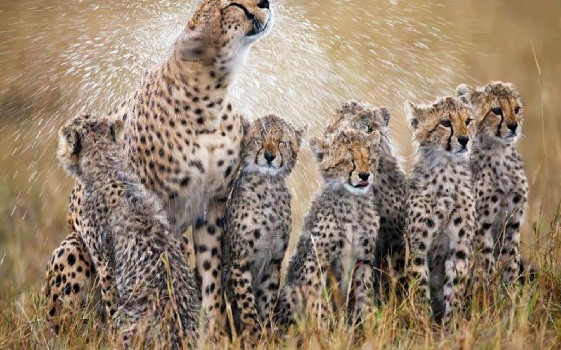 Baby Cheetahs With Mom Wallpaper Wp4002848 - HD Wallpaper 