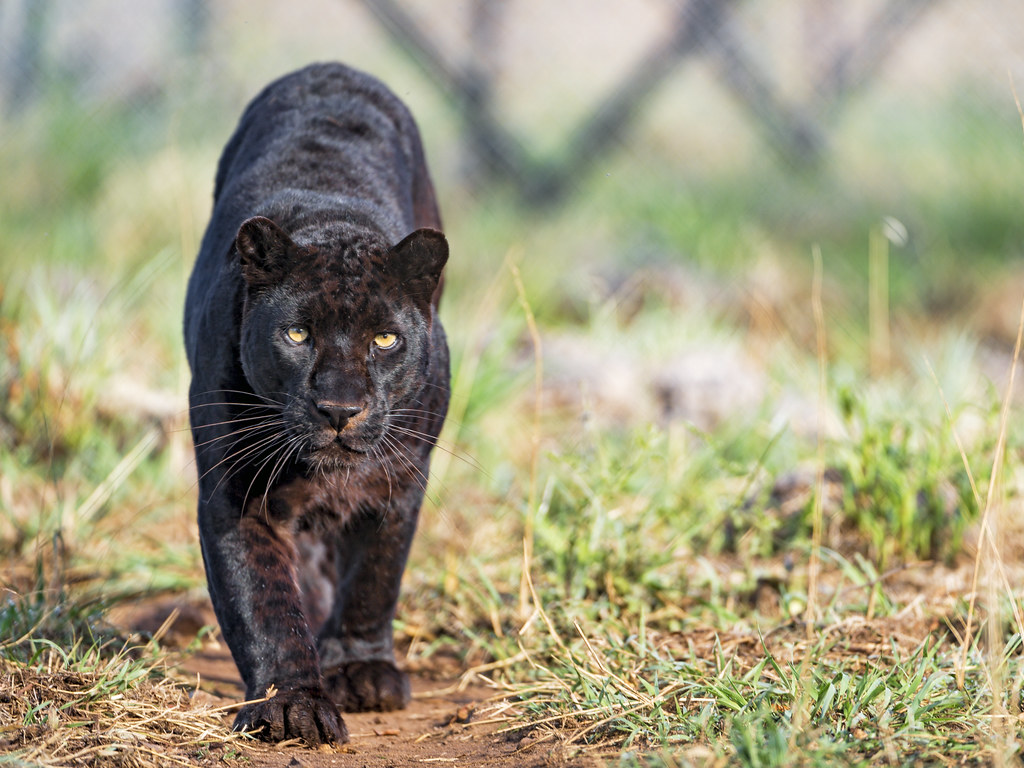 Male Black Leopard - HD Wallpaper 