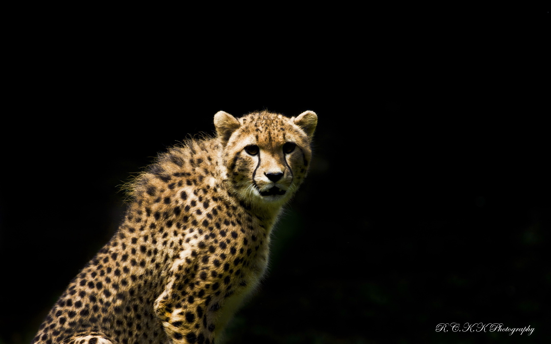 Cheetah On Black Background - HD Wallpaper 
