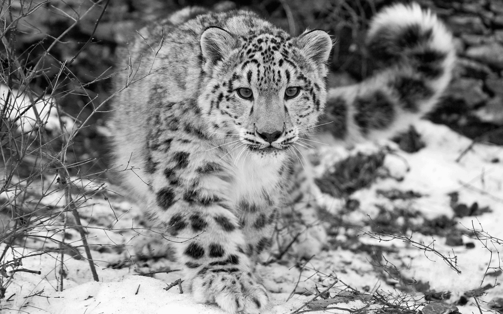 Snow Leopard Pictures Wallpaper - Snow Leopard Wallpaper Hd - HD Wallpaper 