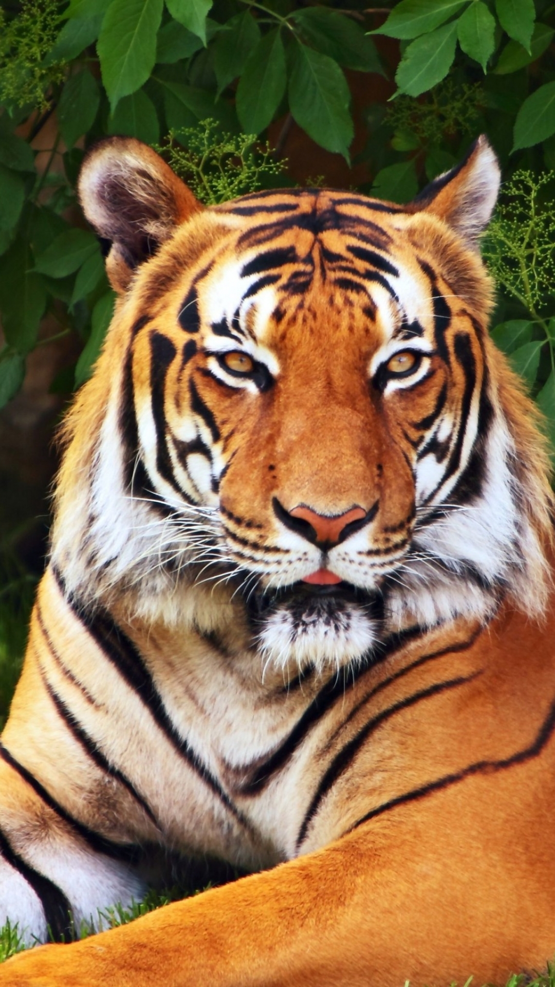 Tiger Pictures Wallpaper - 1080x1920 Wallpaper 