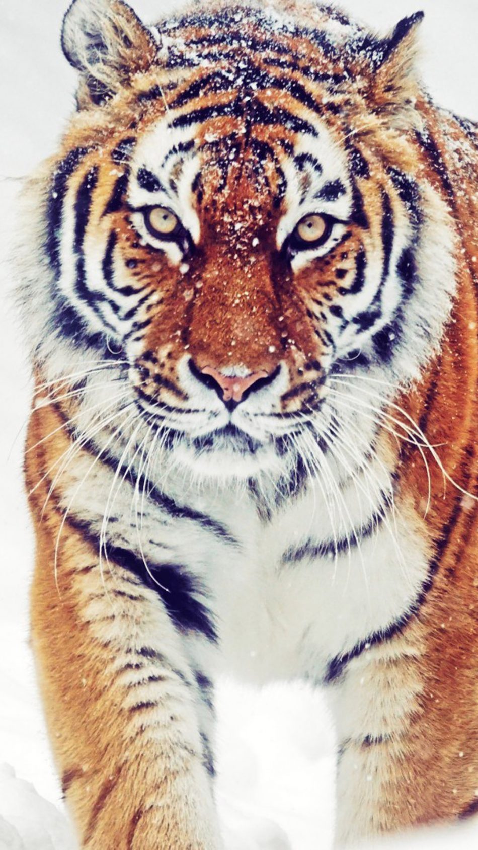 Siberian Tiger Winter Snowfall Hd Mobile Wallpaper - Ultra Hd Tiger  Wallpaper Hd For Mobile - 950x1689 Wallpaper 