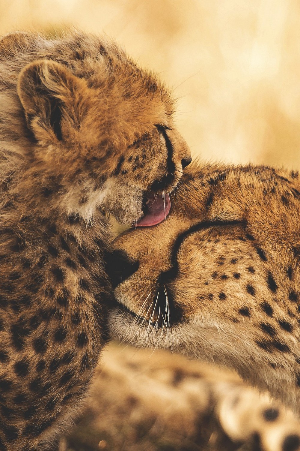 Cheetah Baby Nice - Baby Cheetah Hd - HD Wallpaper 