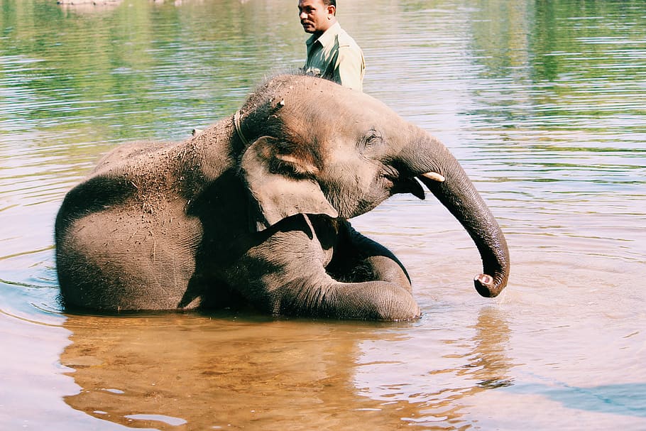 Dubare Elephant Camp, Elephant On Body Of Water, Baby - HD Wallpaper 