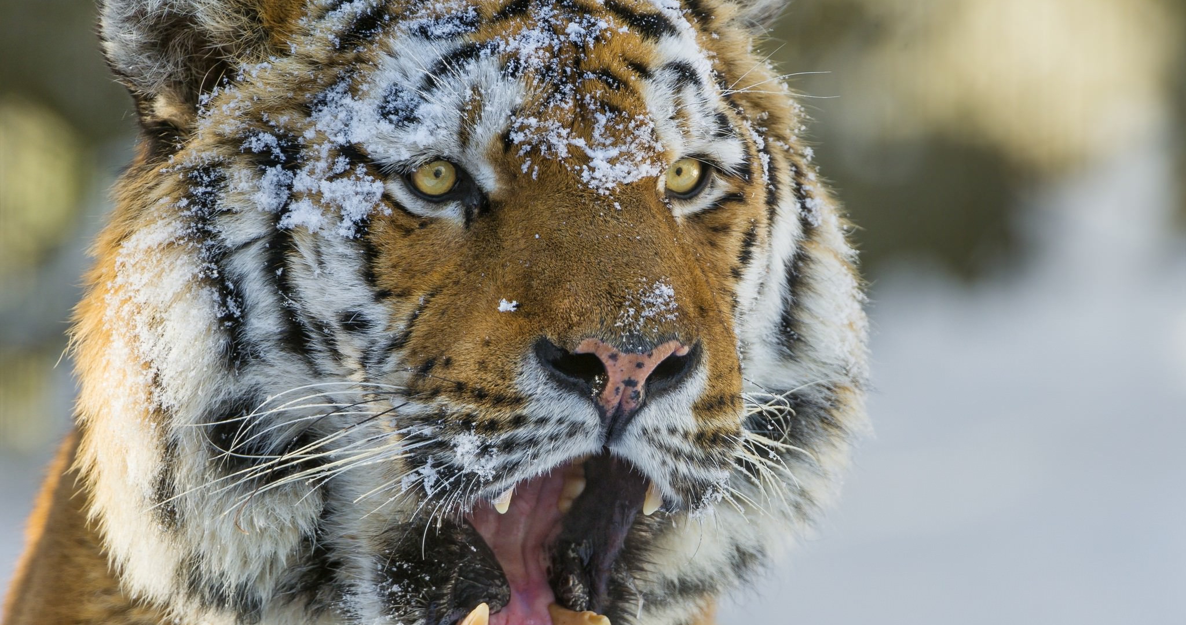 Zdziwiony Tygrys - HD Wallpaper 