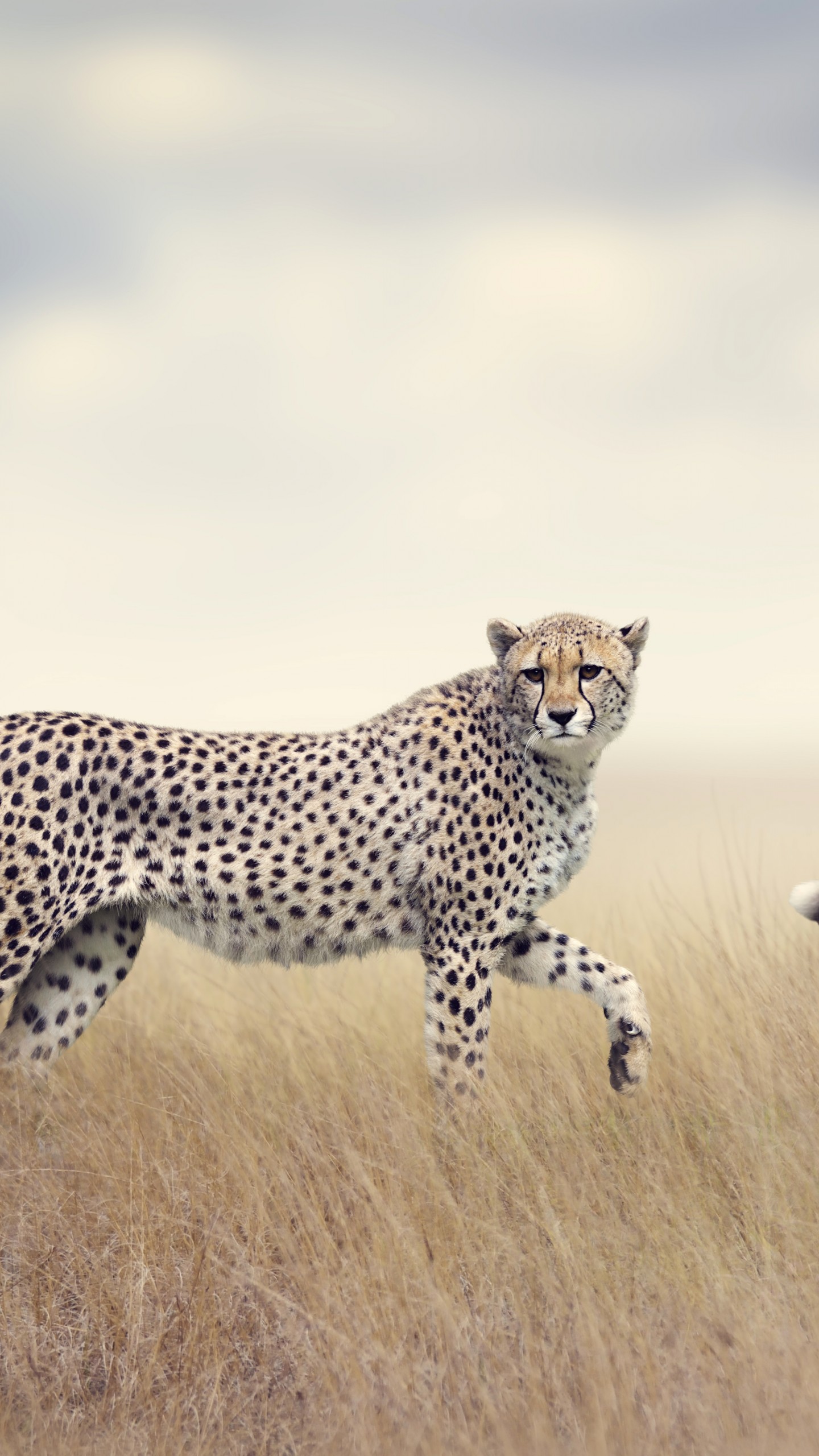 Hd Wallpapers Wild Life - HD Wallpaper 