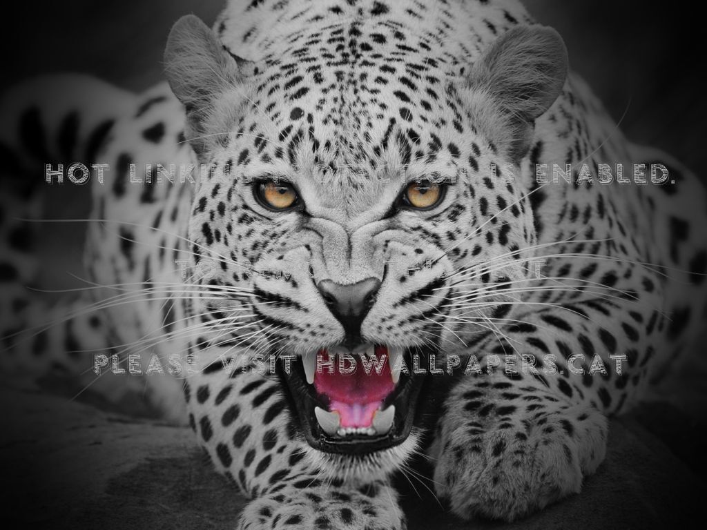 Fearsome Black Leopard Cat Predator Big - پلنگ قرمز - HD Wallpaper 
