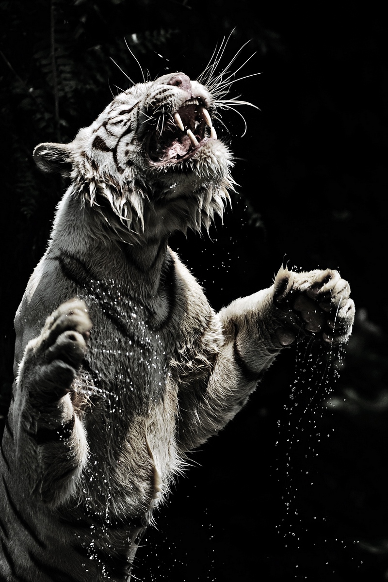 Wallpaper White Tiger, Grin, Spray, Tiger, Predator, - White Tiger Hd Wallpaper Iphone - HD Wallpaper 