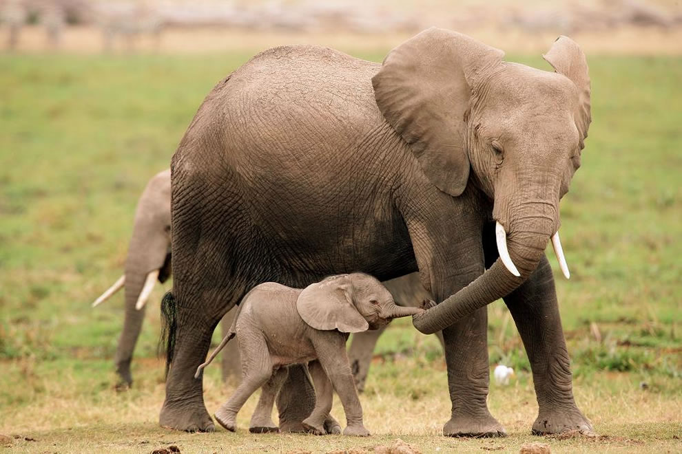 Baby Elephant - HD Wallpaper 