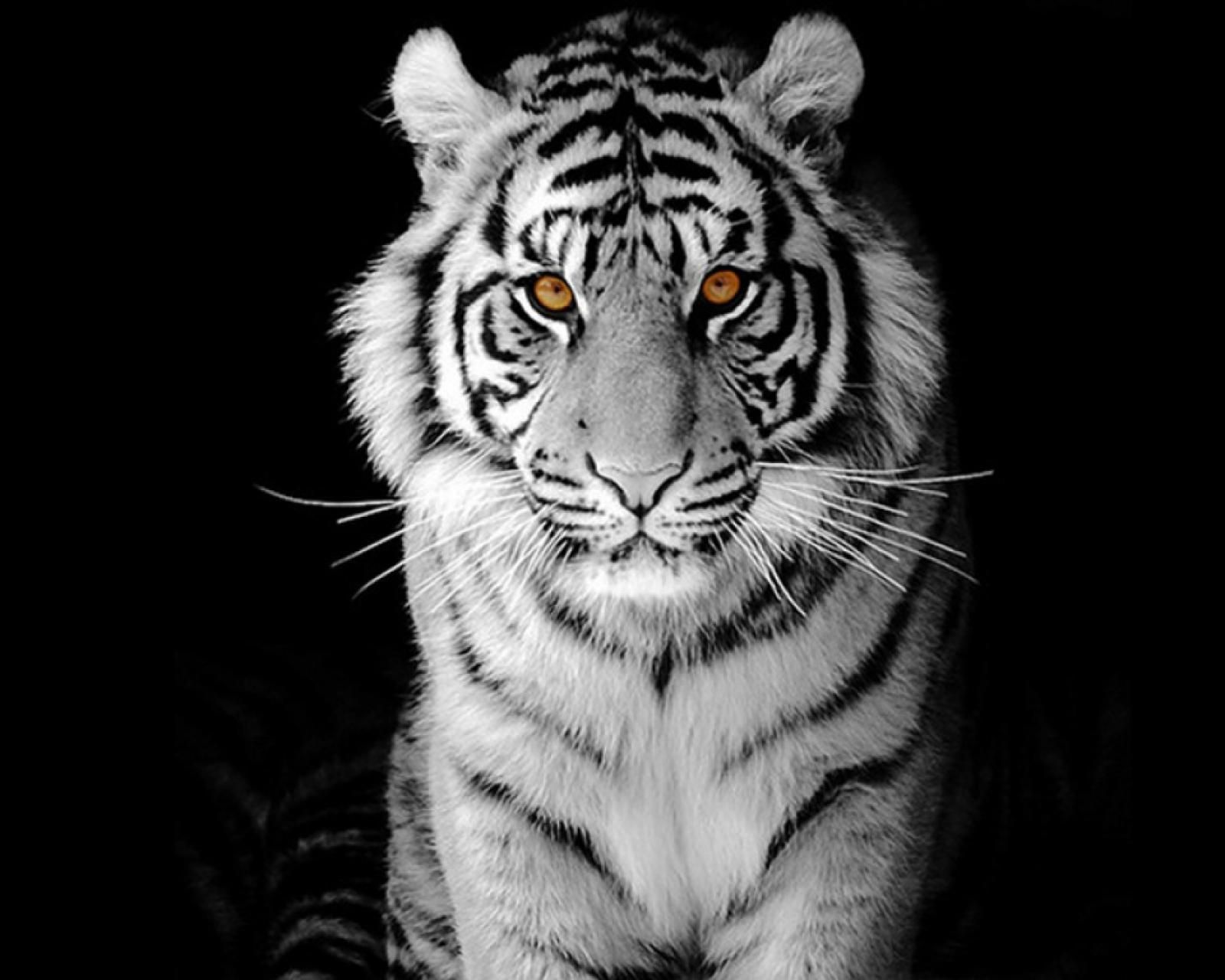 Nice Black And White Tiger Faces - HD Wallpaper 