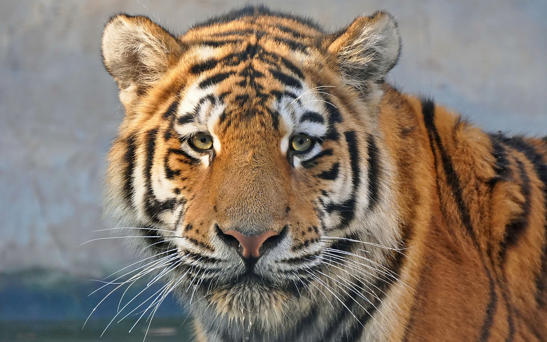 Tiger Face Wallpaper - HD Wallpaper 