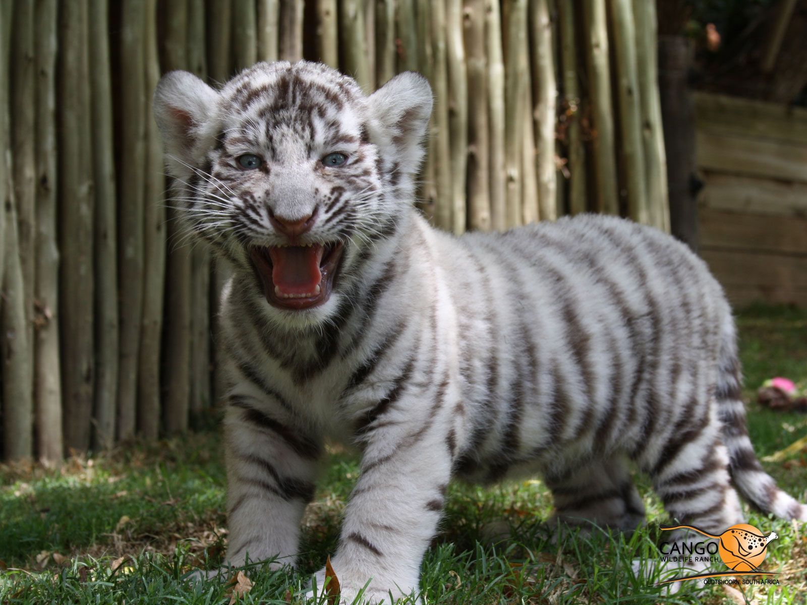 Adorable White Tiger Cubs - HD Wallpaper 