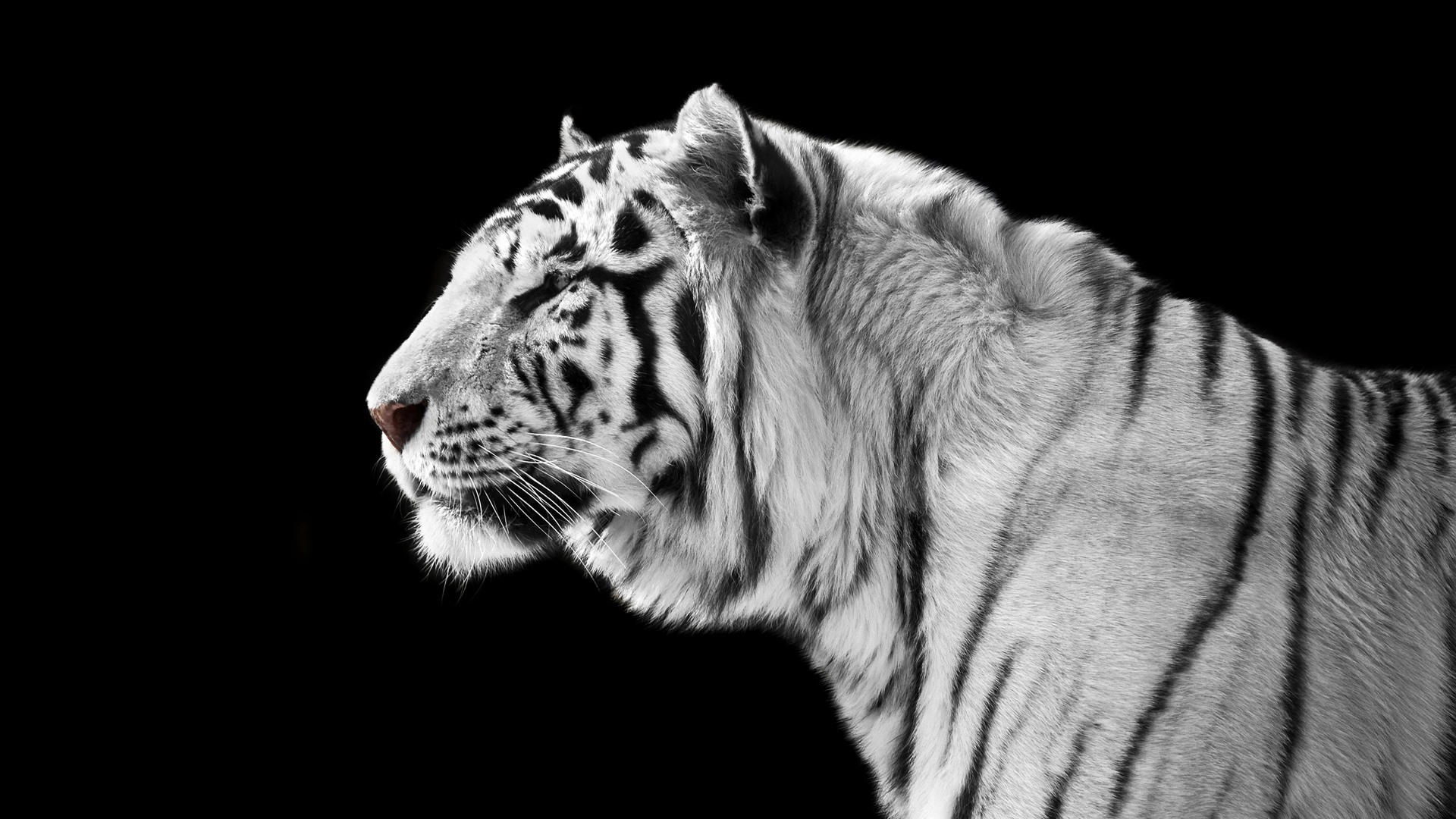 White Tiger Black Background - HD Wallpaper 