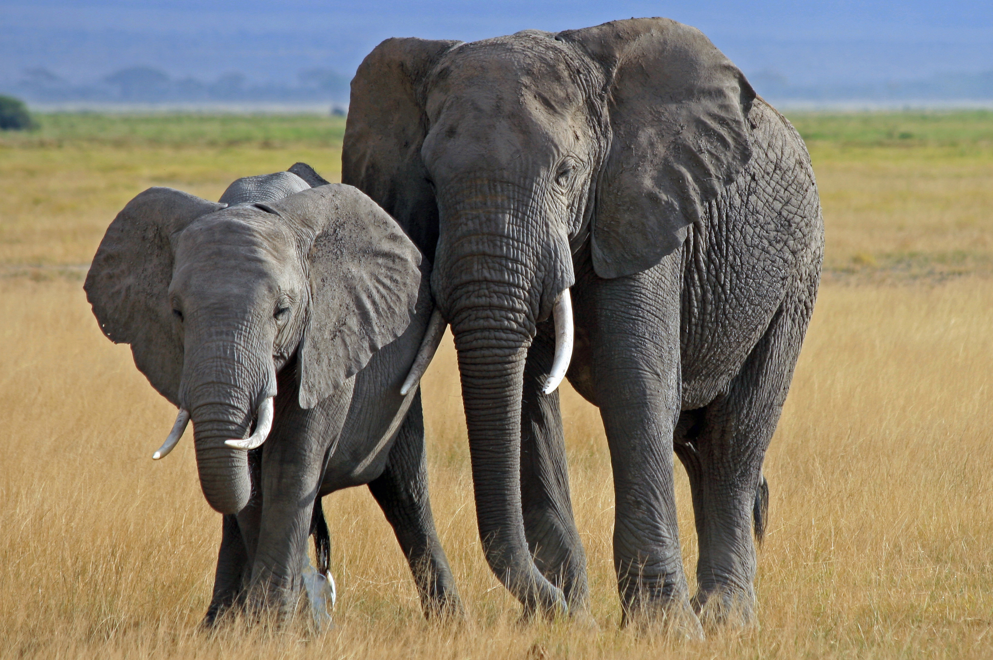 Elephant Computer Wallpapers, Desktop Backgrounds - Hi Resolution African Elephant - 3484x2316 Wallpaper Elephant Computer Wallpapers, Desktop Backgrounds - Hi Resolution African Elephant - 3484x2316 Wallpaper