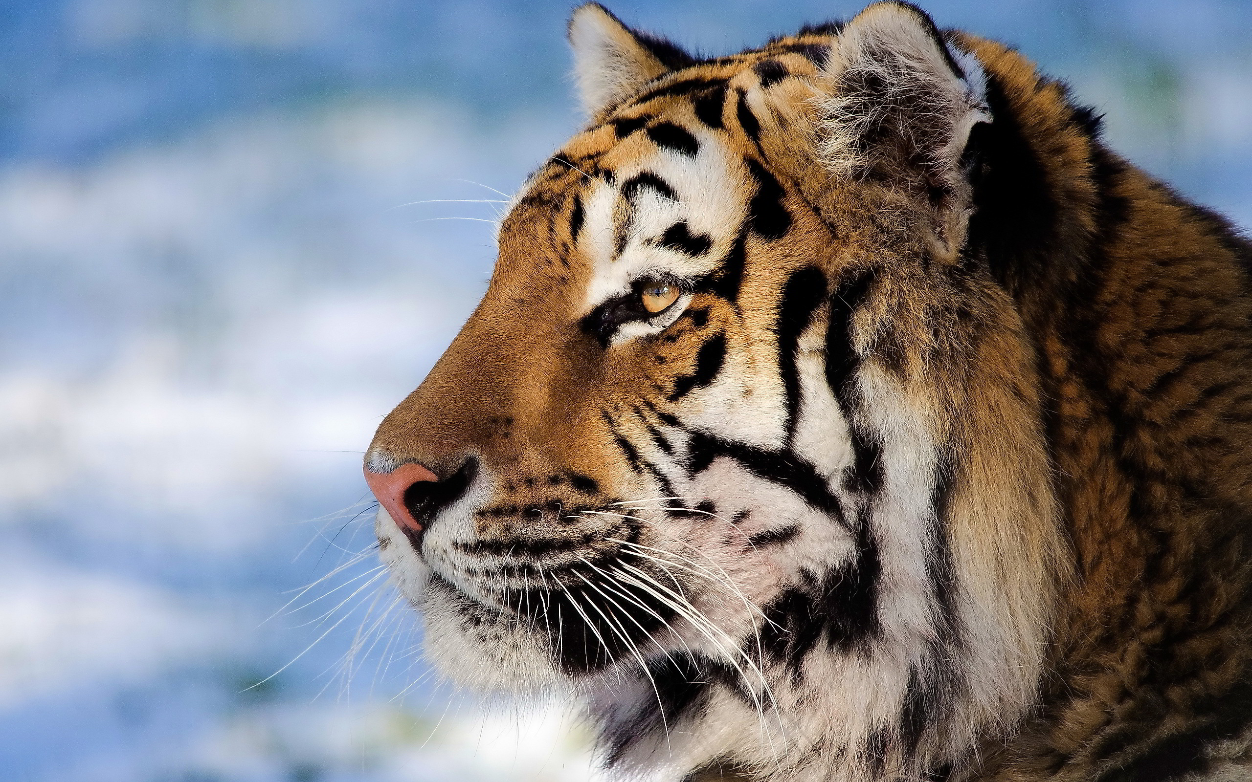 Closeup Tiger Face - HD Wallpaper 