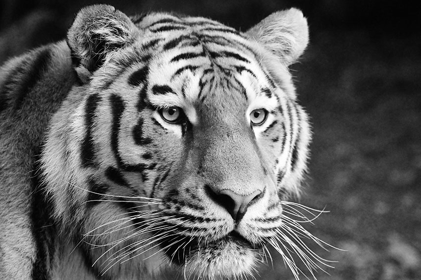 Grayscale Image Of Tiger - HD Wallpaper 