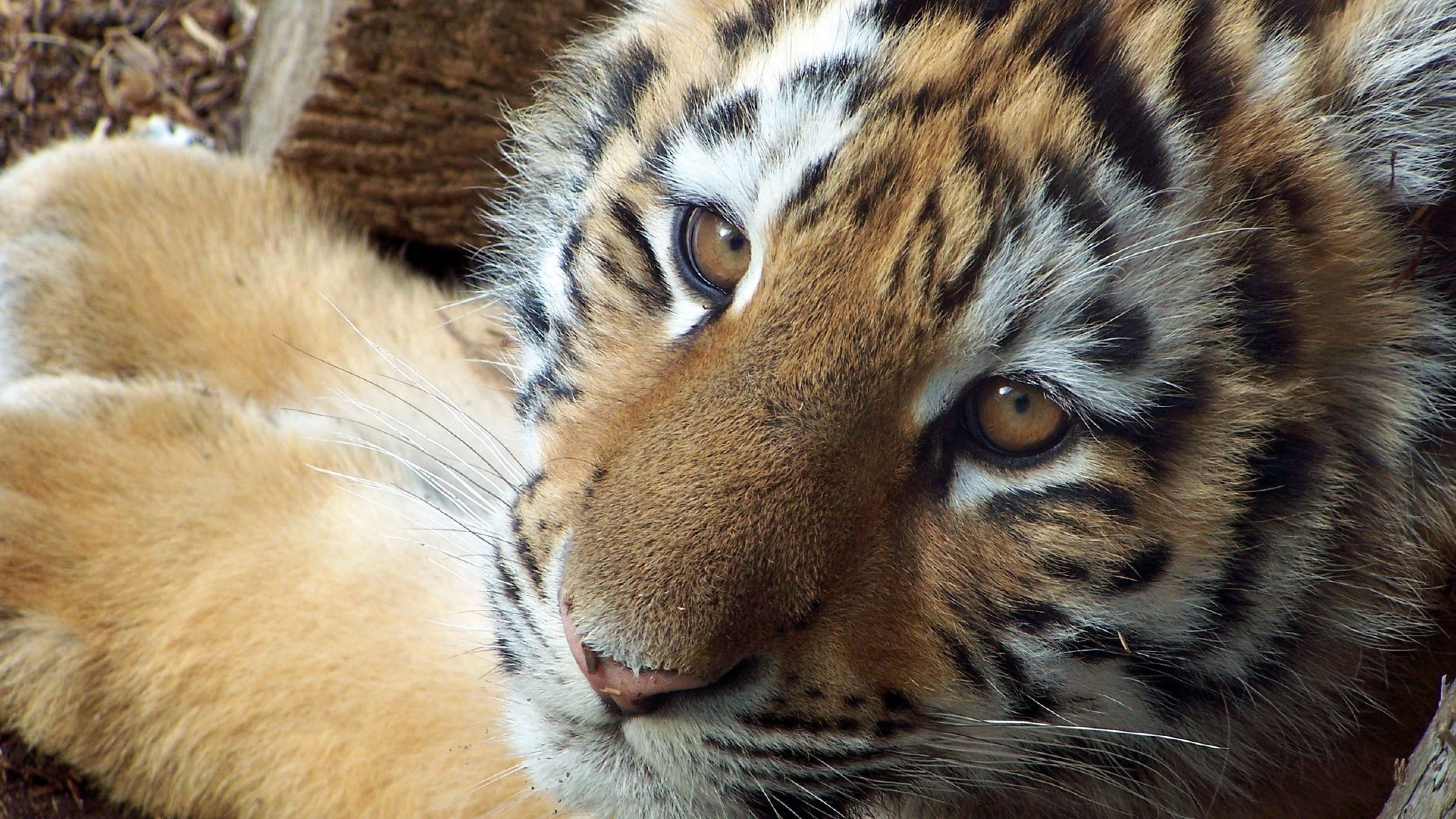 Tiger, Face, Close-up, Predator, Big Cats - Tiger - HD Wallpaper 