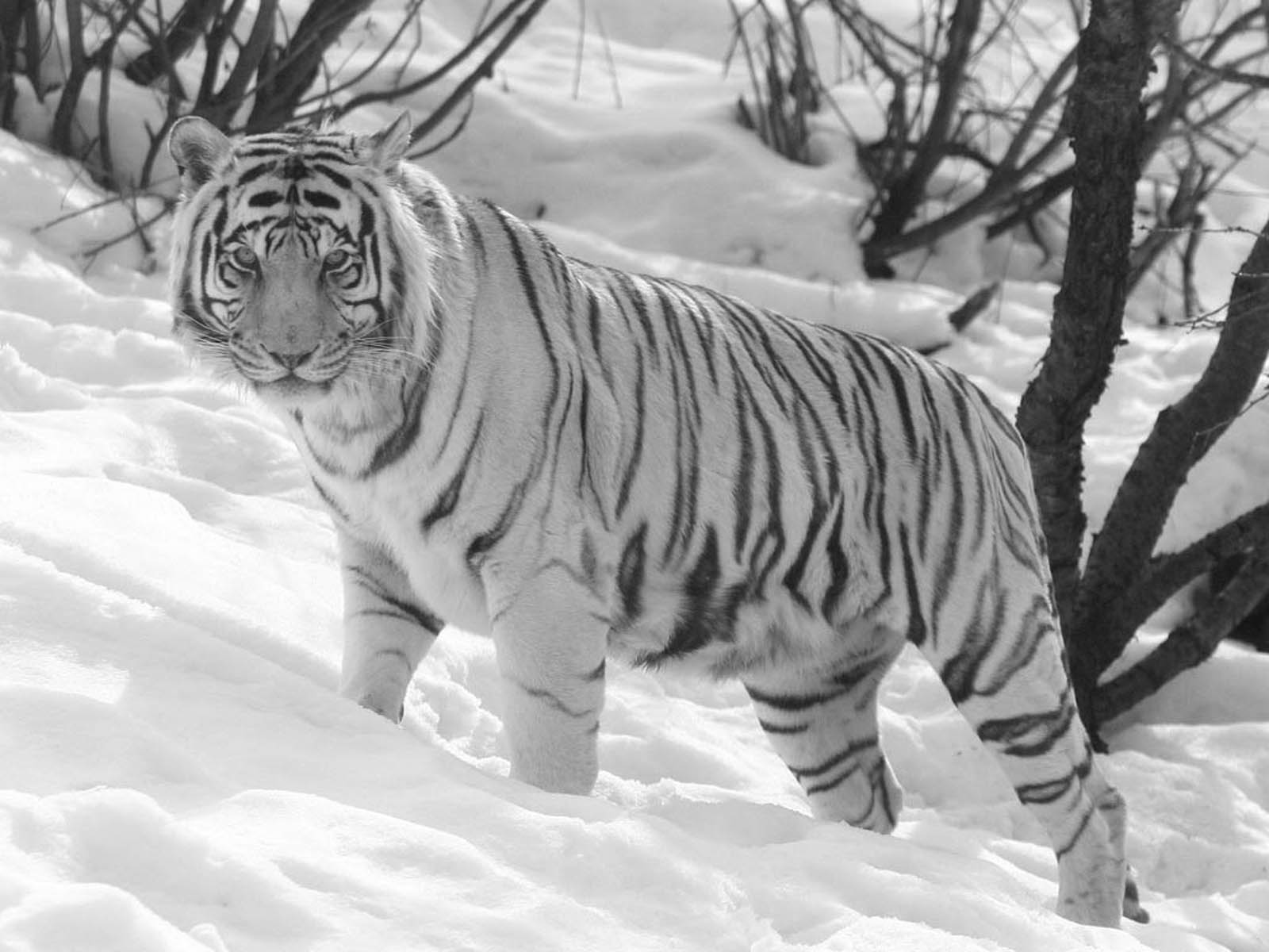 Free Tiger Wallpaper And Screensavers - White Tiger In Arctic - HD Wallpaper 