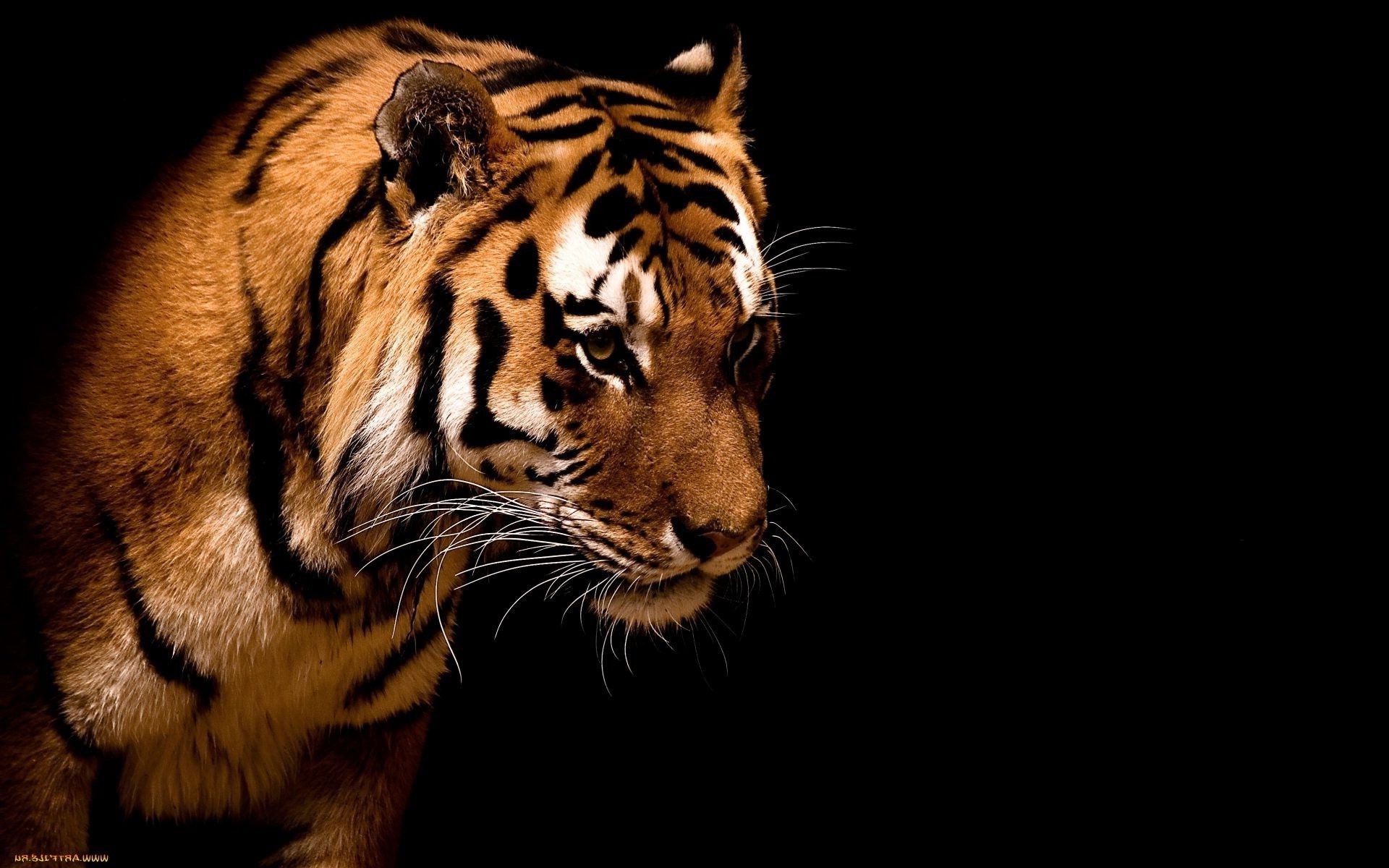 Tigers Cat Tiger Wildlife Predator Mammal Animal Zoo - Tiger In Black Background Hd - HD Wallpaper 