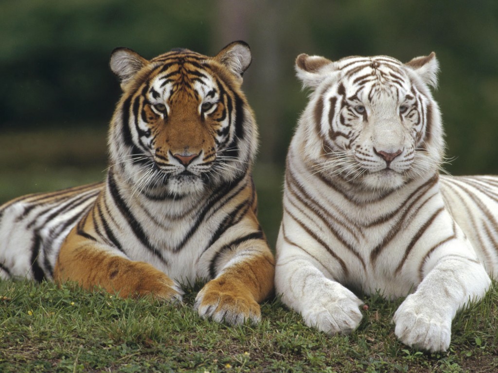 White Bengal Tiger Wallpaper - White Tiger And Tiger - HD Wallpaper 