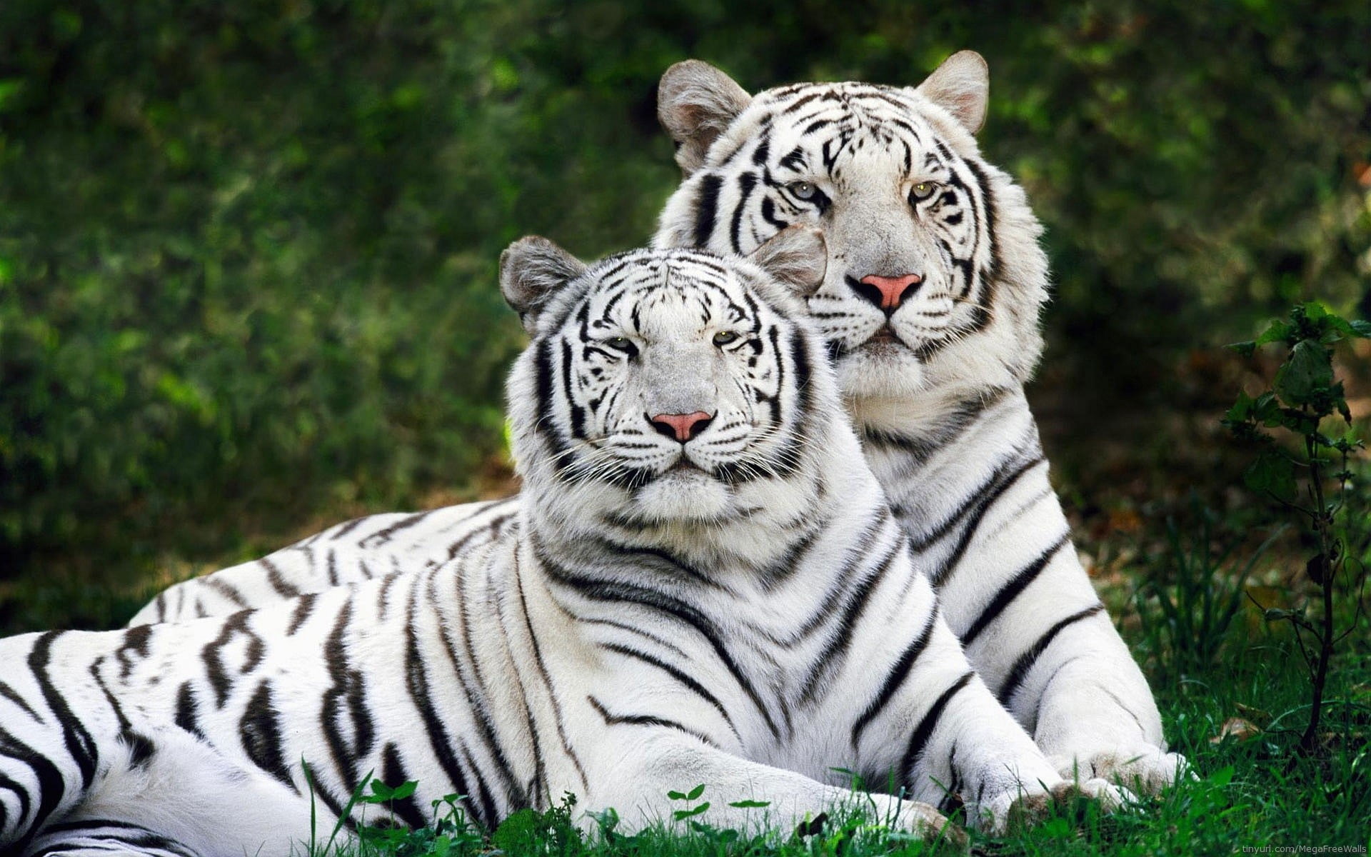 White Tigers Wallpaper Hd - HD Wallpaper 