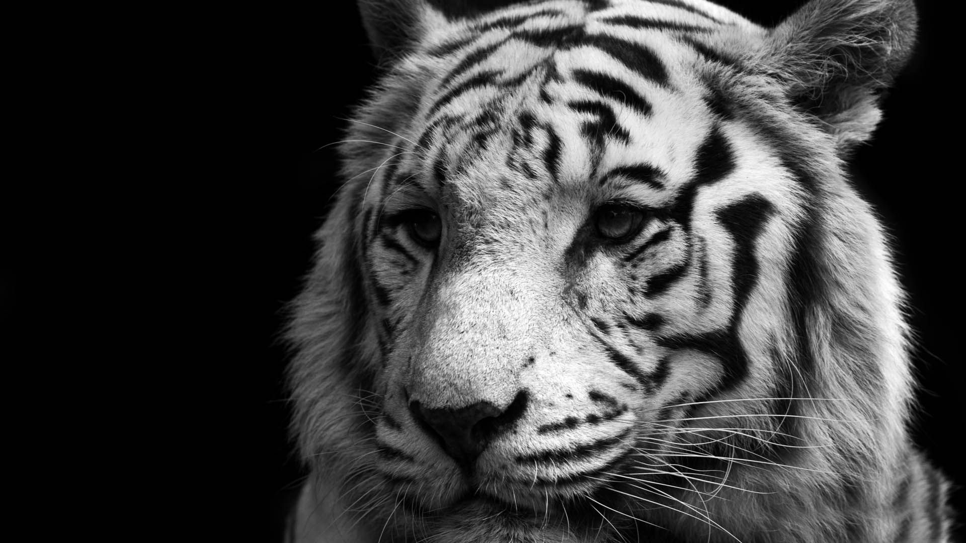 White Tiger Face, Free Desktop Wallpaper - White Tiger Black Background - HD Wallpaper 