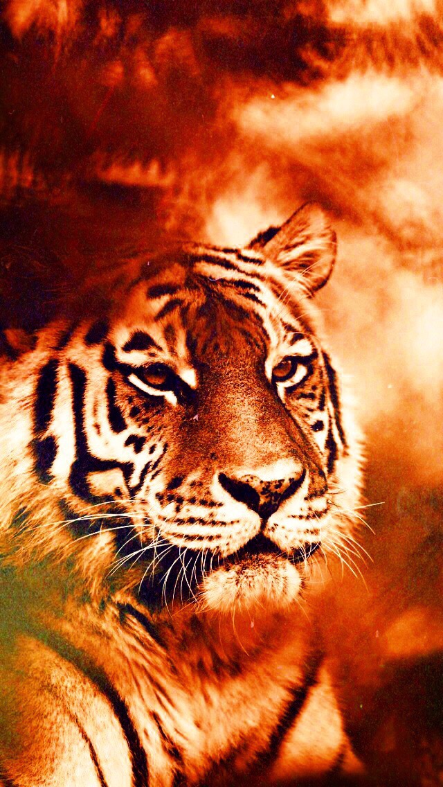 #tiger #wallpaper #edits #bigcats #bigcat #sky #cute - Tiger - HD Wallpaper 