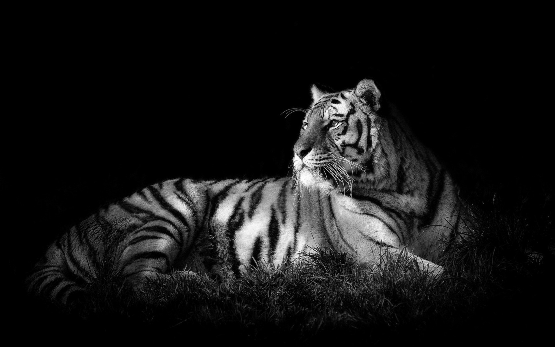 White Tiger Black Background - HD Wallpaper 