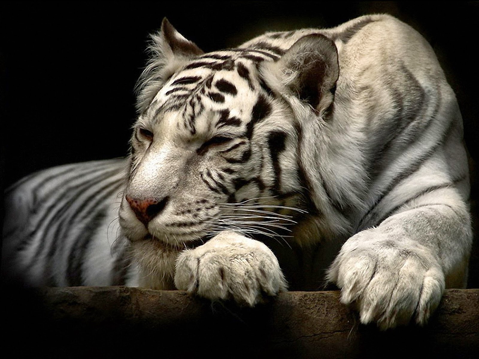 Best Wallpapers Ever - HD Wallpaper 
