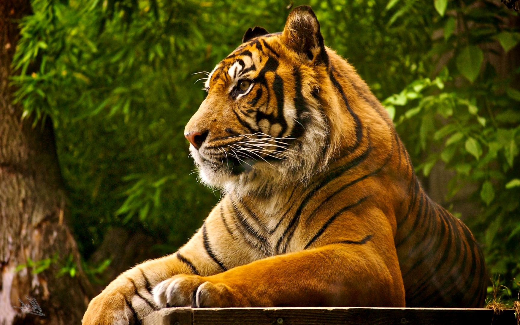 Royal Bengal Tiger - HD Wallpaper 