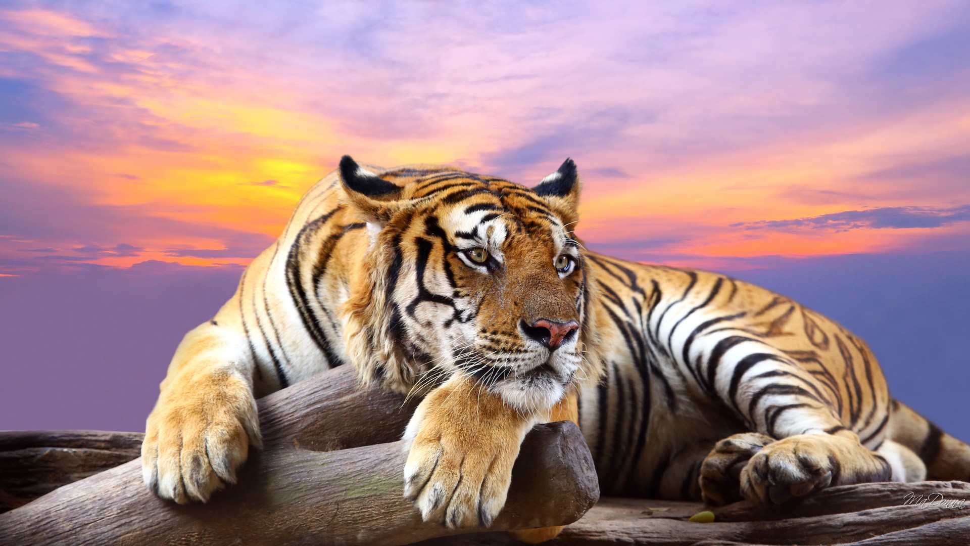 Tiger Wallpaper Desktop Background Mac - High Resolution Images Animals -  1920x1080 Wallpaper 