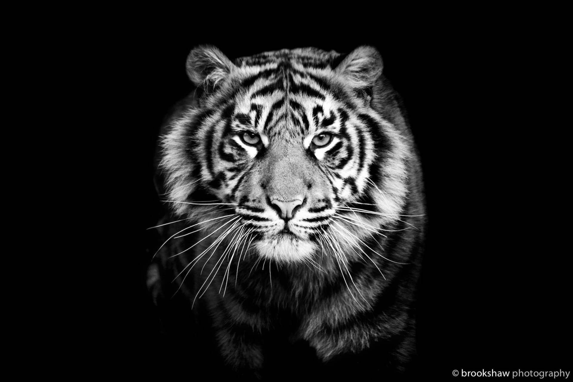 Tiger Predator Close Up Black And White Black Background - Tigers Black And White - HD Wallpaper 