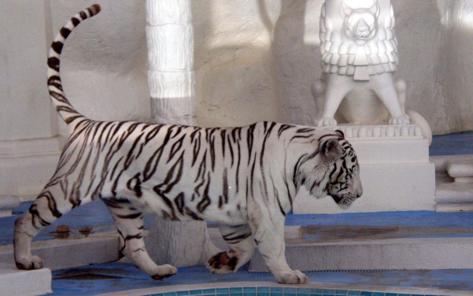 Tiger Wallpapers - Siberian Tiger - HD Wallpaper 